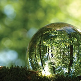 A lush green forest reflected in a dew drop.