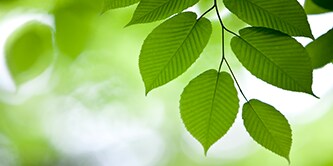 close-up of a tree leaf
