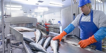 一名穿著防護衣的工作人員正伸手取用輸送帶上的一條大魚。
